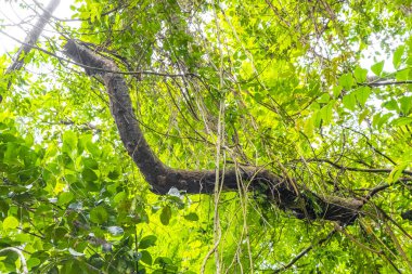 Ilha Grande 'deki dağlarda egzotik bitki ve ağaçlarla dolu tropik orman yağmur ormanları. Büyük ada Angra dos Reis Rio de Janeiro Brezilya Eyaleti..