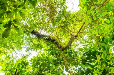 Ilha Grande 'deki dağlarda egzotik bitki ve ağaçlarla dolu tropik orman yağmur ormanları. Büyük ada Angra dos Reis Rio de Janeiro Brezilya Eyaleti..