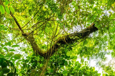 Ilha Grande 'deki dağlarda egzotik bitki ve ağaçlarla dolu tropik orman yağmur ormanları. Büyük ada Angra dos Reis Rio de Janeiro Brezilya Eyaleti..