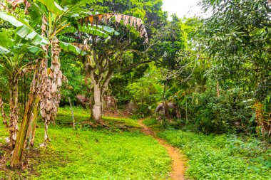 Ilha Grande Büyük Adası 'ndaki tropikal orman yağmur ormanlarında yürüyüş yolu. Büyük ada Angra dos Reis Rio de Janeiro Brezilya..