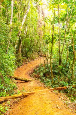 Ilha Grande Büyük Adası 'ndaki tropikal orman yağmur ormanlarında yürüyüş yolu. Büyük ada Angra dos Reis Rio de Janeiro Brezilya..