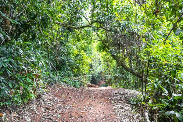 Ilha Grande Büyük Adası 'ndaki tropikal orman yağmur ormanlarında yürüyüş yolu. Büyük ada Angra dos Reis Rio de Janeiro Brezilya..
