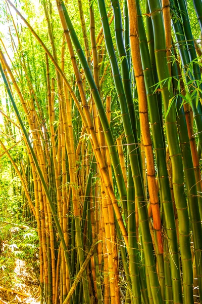 Tropikal bambu ağaçlarında yürüyüş yolu Ilha Grande Büyük Adası 'ndaki orman yağmur ormanlarında Angra dos Reis Rio de Janeiro Brezilya.