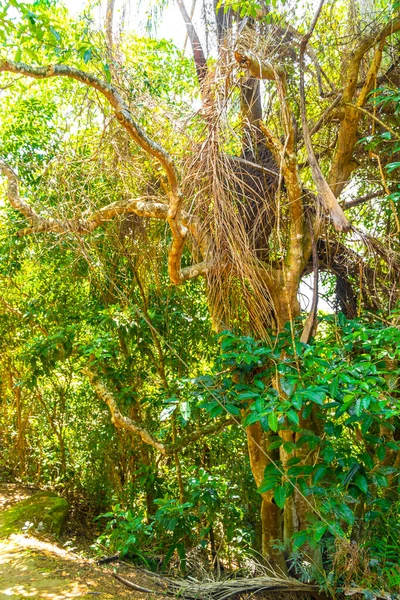 Ilha Grande Büyük Adası 'ndaki tropikal orman yağmur ormanlarında yürüyüş yolu. Büyük ada Angra dos Reis Rio de Janeiro Brezilya..