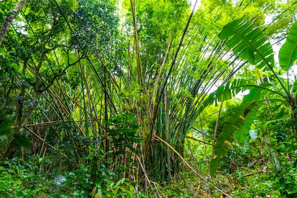 Tropikal bambu ağaçlarında yürüyüş yolu Ilha Grande Büyük Adası 'ndaki orman yağmur ormanlarında Angra dos Reis Rio de Janeiro Brezilya.