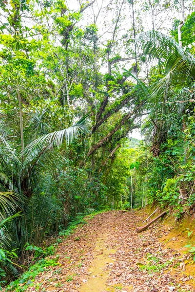 Ilha Grande Büyük Adası 'ndaki tropikal orman yağmur ormanlarında yürüyüş yolu. Büyük ada Angra dos Reis Rio de Janeiro Brezilya..