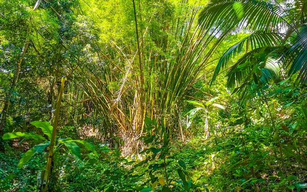 Tropikal bambu ağaçlarında yürüyüş yolu Ilha Grande Büyük Adası 'ndaki orman yağmur ormanlarında Angra dos Reis Rio de Janeiro Brezilya.