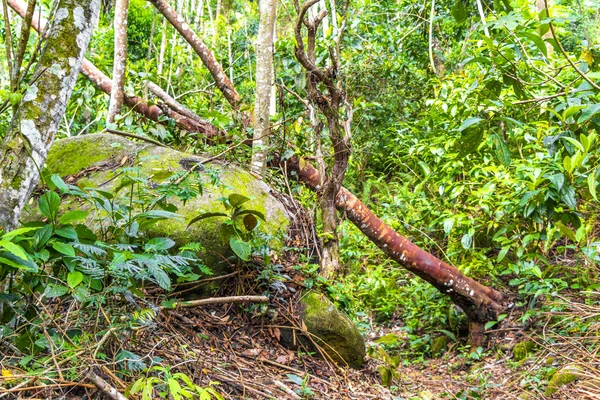 Rio de Janeiro Brezilya 'nın Büyük Adası Angra dos Reis Bölgesi' nde kökünden koparılmış ağaçlar ve fırtına üstüne heyelan ile tropikal orman yağmur ormanları..