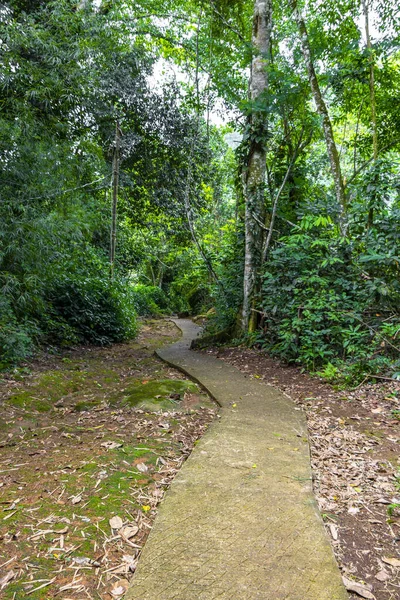 Ilha Grande Büyük Adası 'ndaki tropikal orman yağmur ormanlarında yürüyüş yolu. Büyük ada Angra dos Reis Rio de Janeiro Brezilya..