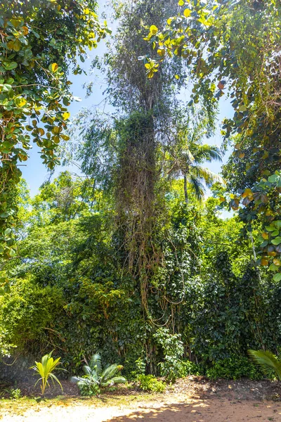 Ilha Grande Büyük Adası 'ndaki tropikal orman yağmur ormanlarında yürüyüş yolu. Büyük ada Angra dos Reis Rio de Janeiro Brezilya..