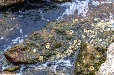 Rio de Janeiro Brezilya 'nın Rio de Janeiro eyaletinde turkuvaz kabuklu Rocky Urca Sahili kıyısı turkuaz mavi berrak su dalgaları kum kayaları ve kayalar.