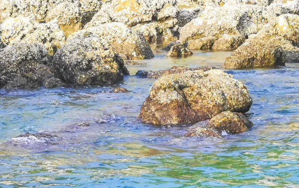 Rocky Kalim Sahili tropikal sahil kıyısı turkuvaz mavisi berrak su dalgaları kum kayaları ve kayalar Patong Sahili Kathu Bölgesi Phuket Adası Güney Tayland Bölgesi.