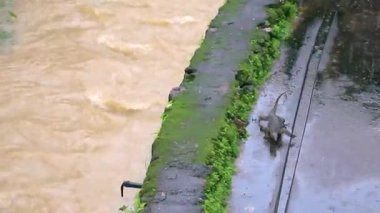 Kertenkele, Güneydoğu Asya 'daki Güney Tayland' da Patong Sahili 'nde Kathu Bölgesi Phuket Adası' nda tropikal nehir boyunca yürüyor..
