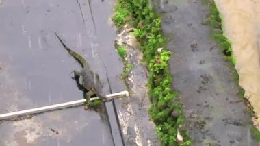 Kertenkele, Güneydoğu Asya 'daki Güney Tayland' da Patong Sahili 'nde Kathu Bölgesi Phuket Adası' nda tropikal nehir boyunca yürüyor..