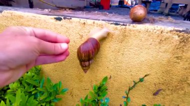 Güneydoğu Asya 'daki Güney Tayland' da Patong Sahili 'ndeki Kathu Bölgesi Phuket Adası' ndaki el parmağıyla karşılaştırıldığında duvarda sürünen çok büyük beyaz salyangoz..