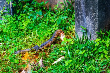 Kertenkelenin yediği görüntüler Güneydoğu Asya 'da Patong Plajı' ndaki Kathu Bölgesi Phuket Adası 'ndaki bir gölde çimlerin üzerinde bir kurbağa yiyor..