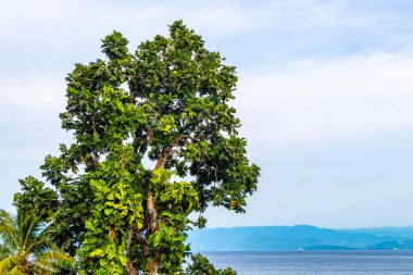 Deniz ve sahil kenarındaki palmiye ağacı Ilha Grande Büyük Adası 'nın panoramik manzarası Angra dos Reis State of Rio de Janeiro Brezilya.