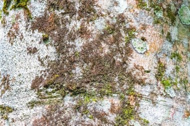 Rio de Janeiro Brezilya 'nın Büyük Adası Angra dos Reis Eyaleti' nde Ilha Grande Büyük Adası 'nda yosun yosunu bulunan yağmur ormanlarındaki tropikal bir ağacın kabuğunun dokusu..