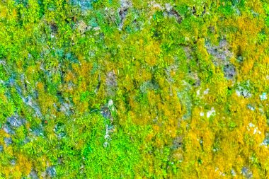 Islak kaya yüzey dokusu ve yeşil yosun yosunu Ilha Grande Büyük Adası 'nda Angra dos Reis Rio de Janeiro Brezilya' da.