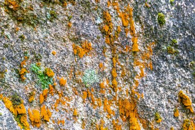 Islak kaya yüzey dokusu ve yeşil yosun yosunu Ilha Grande Büyük Adası 'nda Angra dos Reis Rio de Janeiro Brezilya' da.