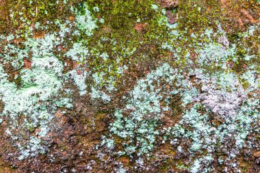 Islak kaya yüzey dokusu ve yeşil yosun yosunu Ilha Grande Büyük Adası 'nda Angra dos Reis Rio de Janeiro Brezilya' da.