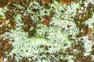 Islak kaya yüzey dokusu ve yeşil yosun yosunu Ilha Grande Büyük Adası 'nda Angra dos Reis Rio de Janeiro Brezilya' da.