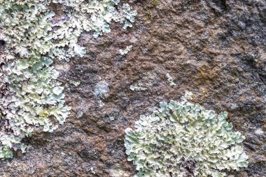 Islak kaya yüzey dokusu ve yeşil yosun yosunu Ilha Grande Büyük Adası 'nda Angra dos Reis Rio de Janeiro Brezilya' da.