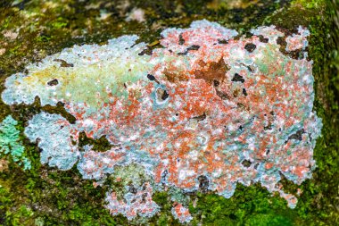 Islak kaya yüzey dokusu ve yeşil yosun yosunu Ilha Grande Büyük Adası 'nda Angra dos Reis Rio de Janeiro Brezilya' da.