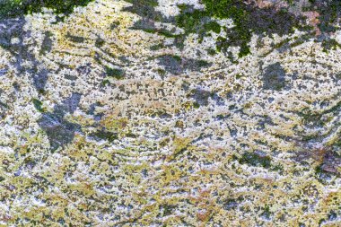 Islak kaya yüzey dokusu ve yeşil yosun yosunu Ilha Grande Büyük Adası 'nda Angra dos Reis Rio de Janeiro Brezilya' da.