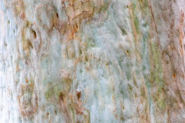 Ilha Grande Büyük Adası Angra dos Reis Rio de Janeiro Brezilya 'daki yağmur ormanlarındaki gri okaliptüs ağacının ağaç kabuğunun dokusu..