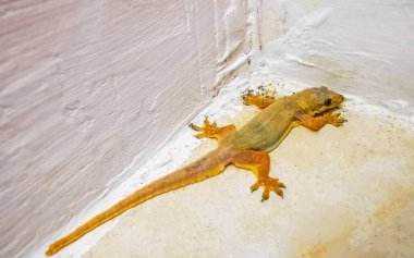Güneydoğu Asya 'da Patong Sahili' nin zemininde küçük bir Asya kertenkelesi Kathu Bölgesi Phuket Adası Bölgesi Güney Tayland.
