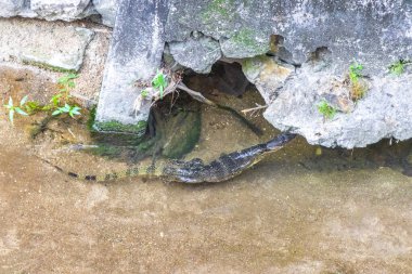 Kertenkele, Güneydoğu Asya 'da Patong Sahili' nde bir tropikal nehirde yüzüyor. Kathu Bölgesi Phuket Adası Güney Tayland Bölgesi..