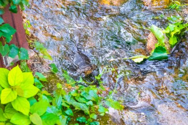 Kertenkele, Güneydoğu Asya 'da Patong Sahili' nde bir tropikal nehirde yüzüyor. Kathu Bölgesi Phuket Adası Güney Tayland Bölgesi..