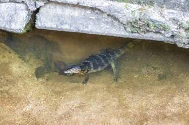 Kertenkele, Güneydoğu Asya 'da Patong Sahili' nde bir tropikal nehirde yüzüyor. Kathu Bölgesi Phuket Adası Güney Tayland Bölgesi..