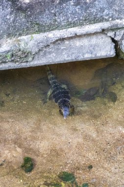 Kertenkele, Güneydoğu Asya 'da Patong Sahili' nde bir tropikal nehirde yüzüyor. Kathu Bölgesi Phuket Adası Güney Tayland Bölgesi..