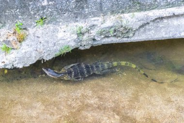 Kertenkele, Güneydoğu Asya 'da Patong Sahili' nde bir tropikal nehirde yüzüyor. Kathu Bölgesi Phuket Adası Güney Tayland Bölgesi..