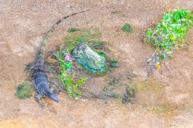 Kertenkele, Güneydoğu Asya 'da Patong Sahili' nde bir tropikal nehirde yüzüyor. Kathu Bölgesi Phuket Adası Güney Tayland Bölgesi..