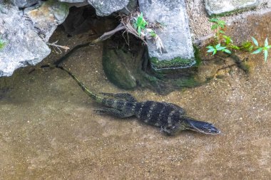 Kertenkele, Güneydoğu Asya 'da Patong Sahili' nde bir tropikal nehirde yüzüyor. Kathu Bölgesi Phuket Adası Güney Tayland Bölgesi..