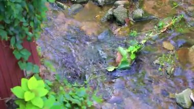 Kertenkele, Güneydoğu Asya 'da Patong Sahili' nde bir tropikal nehirde yüzüyor. Kathu Bölgesi Phuket Adası Güney Tayland Bölgesi..