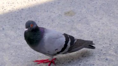 Güvercin güvercinleri, Güneydoğu Asya 'da Patong Sahili' nde Kathu Bölgesi Phuket Adası 'nda sokakta yürüyen kuş kuşları..