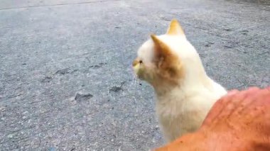 Güneydoğu Asya 'da, Patong Sahili' nde, Kathu Bölgesi Phuket Adası 'nda güzel beyaz bir kedicik besleniyor..