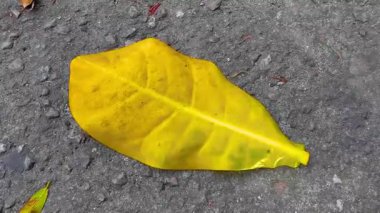 Güneydoğu Asya 'da Patong Sahili Kathu Bölgesi Phuket Adası Güney Tayland' da zemin katta yeşil yaprak ve doğa dokusu..