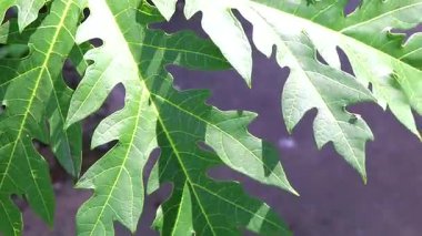 Yapraklı Papaya ağacı çiçek açar. Güneydoğu Asya 'daki Patong Sahili Kathu Bölgesi Phuket Adası Eyaleti Güney Tayland' da meyve ve kök salmıştır..