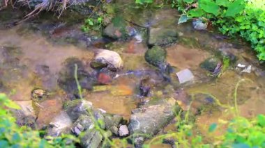 Green river stream in tropical nature with plants and flowers in Patong Beach Kathu District Phuket Island Province Southern Thailand in Southeast Asia.