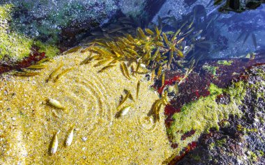 Güneydoğu Asya 'nın güneyindeki Patong Sahili' nin sahil kıyısında, Kathu Bölgesi Phuket Adası Bölgesi Güney Tayland 'da birçok ölü ve ölmekte olan küçük balık yakalandı..