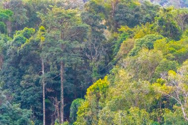 Orman ağaçlı tropik dağ, Güneydoğu Asya 'daki Patong Sahili Kathu Bölgesi Phuket Adası Güney Tayland' da tepe ve yağmur ormanları deseni deseni oluşturur..
