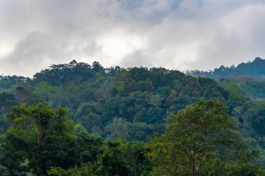 Tropical mountain with jungle forest trees plants clouds and blue sky in Patong Beach Kathu District Phuket Island Province Southern Thailand in Southeast Asia.