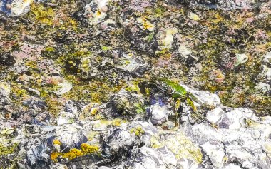 Güneydoğu Asya 'da Patong Sahili' nde kayalıklarda yosun yiyen yeşil yengeçler ve Güney Tayland 'da Kathu Bölgesi Phuket Bölgesi' nde dalgalar..