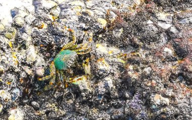 Güneydoğu Asya 'da Patong Sahili' nde kayalıklarda yosun yiyen yeşil yengeçler ve Güney Tayland 'da Kathu Bölgesi Phuket Bölgesi' nde dalgalar..
