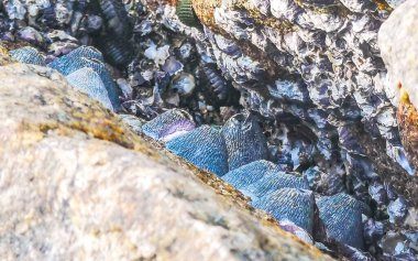 Fosilleşmiş deniz canlıları ve deniz kabukları Güneydoğu Asya 'da Patong Plajı' ndaki Kathu Bölgesi Phuket Adası Güney Tayland 'da deniz kıyısında..